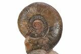 Tall Jurassic Ammonite (Hammatoceras) Display - France #381119-1